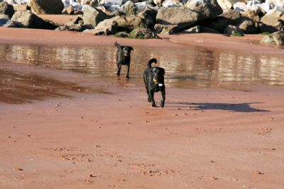 Dogs on Broadsands Beach